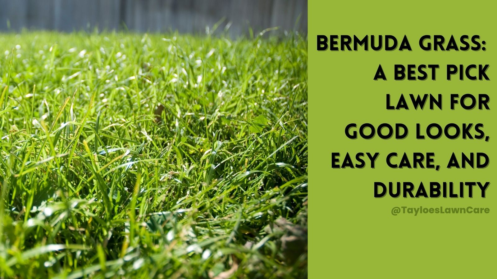 Bermuda Grass A Best Pick Lawn For Good Looks Easy Care Durability   Bermuda Grass A Best Pick Lawn For Good Looks Easy Care And Durability 