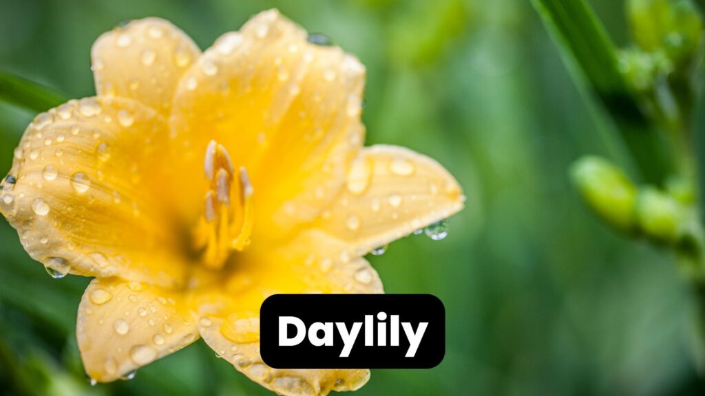 daylily perennial flowers