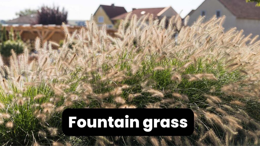 fountain grass