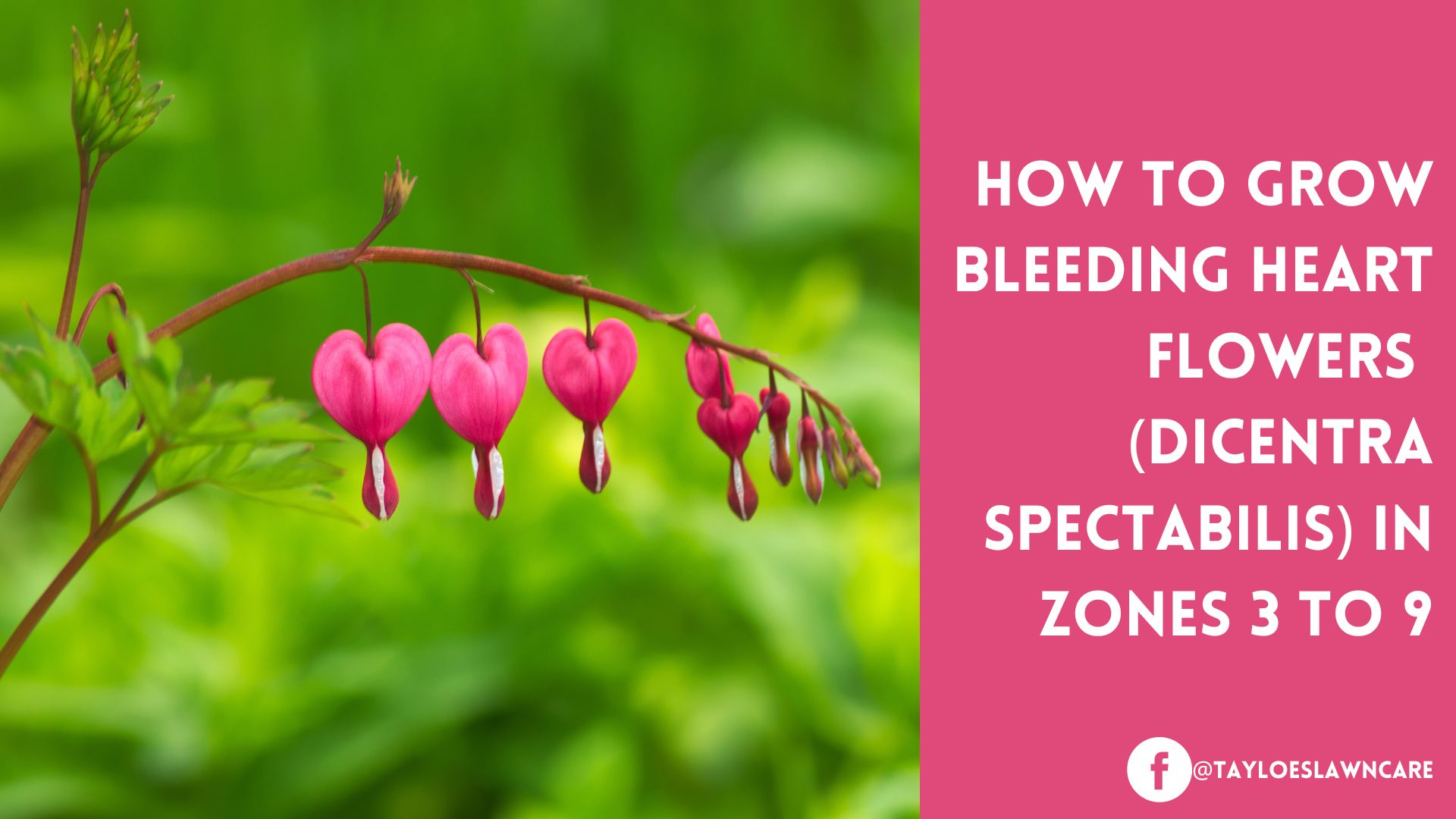 Bleeding Heart Flowers A Perennial Growing Guide Tayloe s Lawn Care bleeding-heart-flowers-a-perennial-growing-guide-tayloe-s-lawn-care