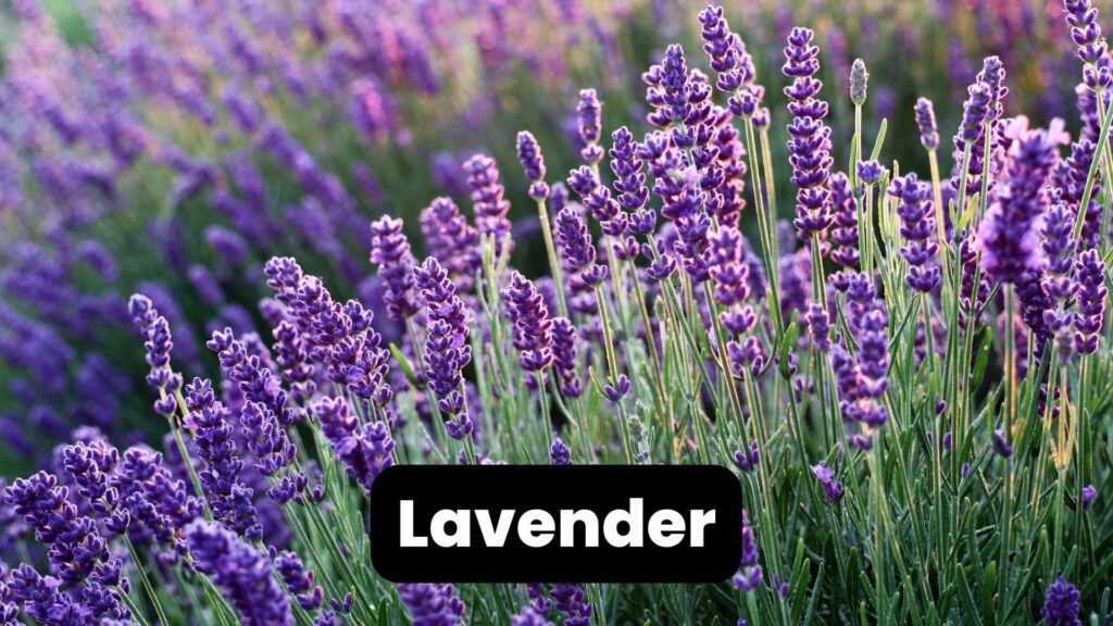 lavender perennial herbs