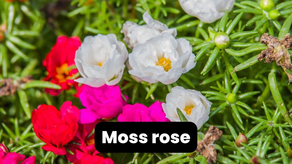 moss rose