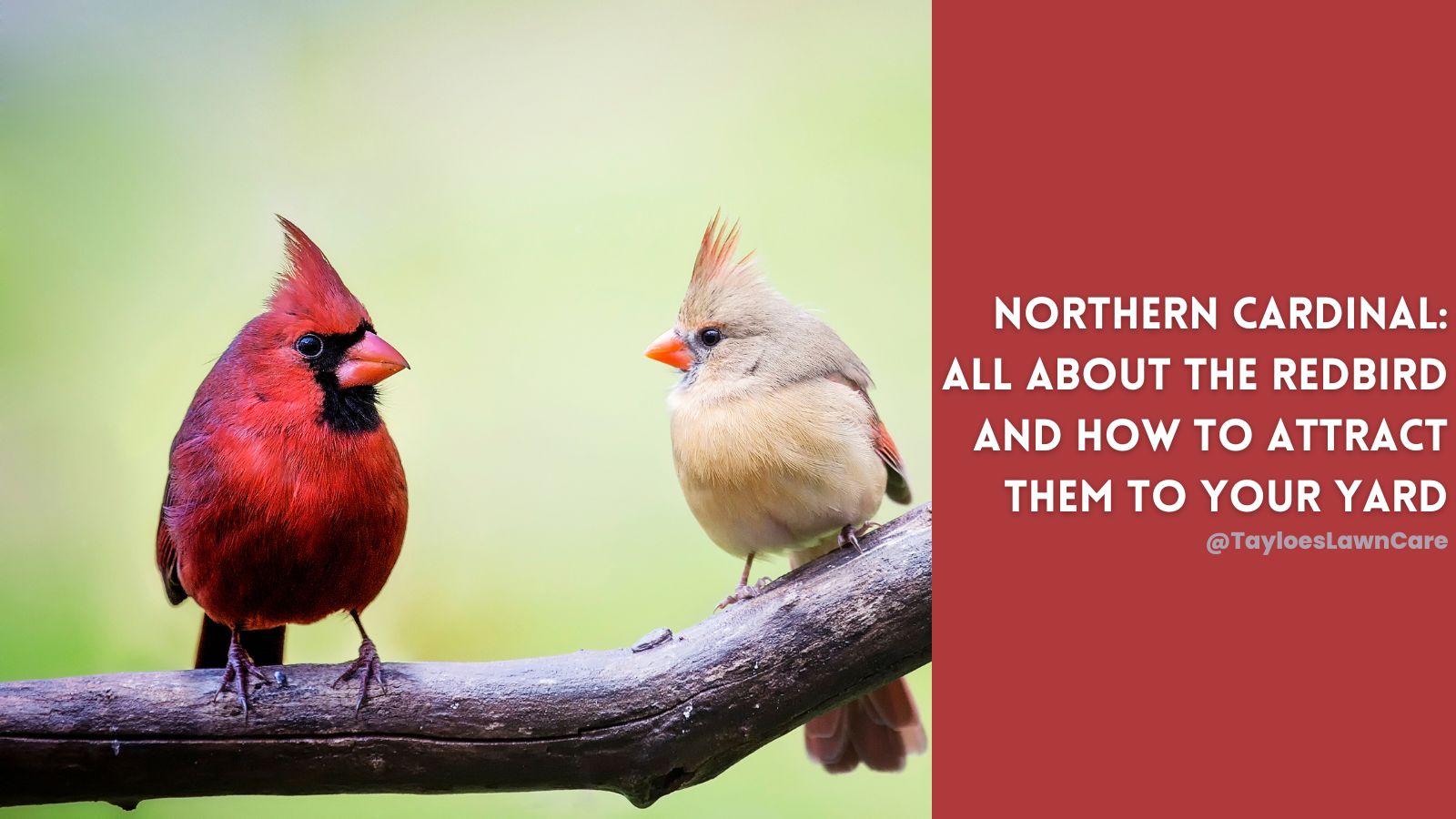 Northern Cardinal Learn about the redbird Tayloe's Lawn Care