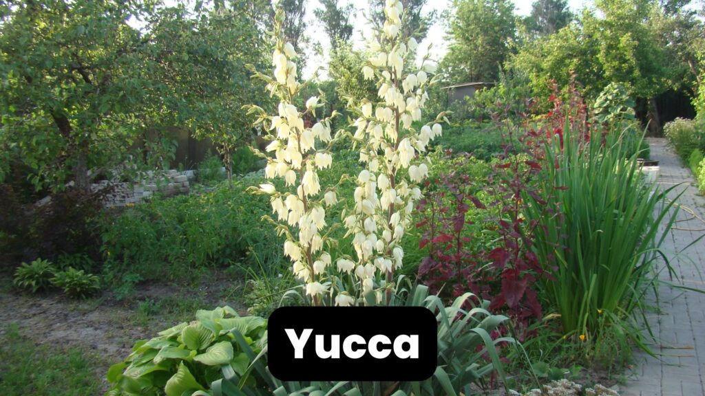 xeriscaping yucca