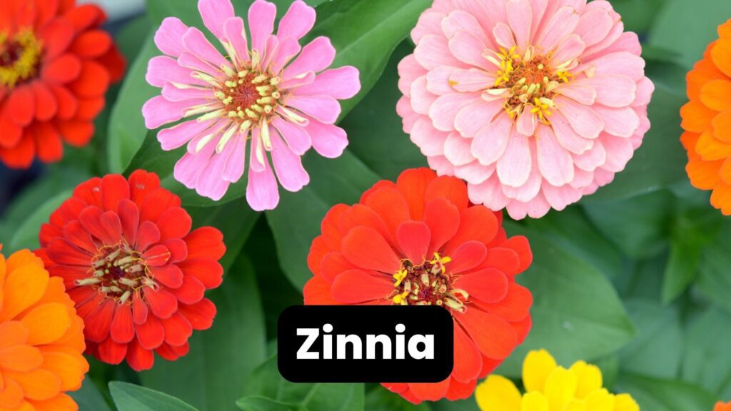 xeriscaping zinnia