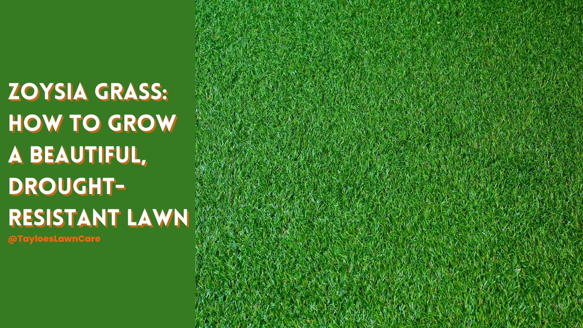 Zoysia Grass for your hot weather lawn | Tayloe's Lawn Care