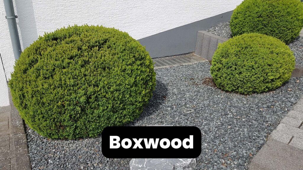 deer-resistant plants boxwood