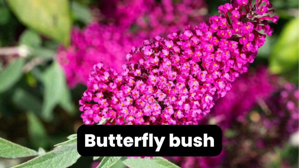 deer-resistant plants butterfly bush