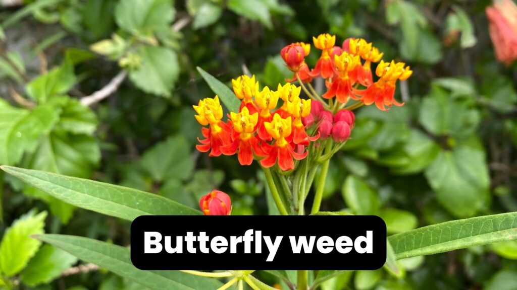 butterfly weed