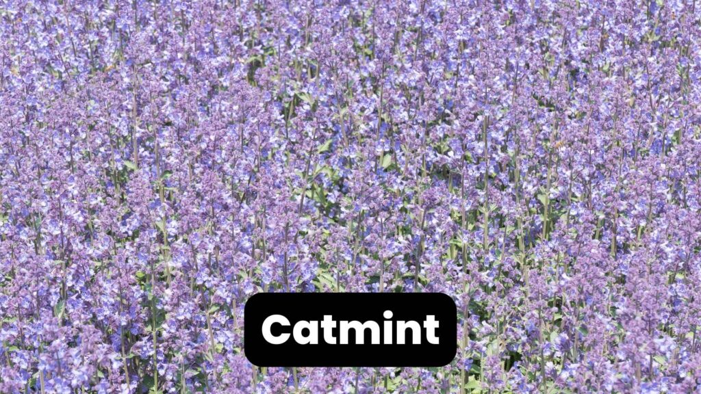 catmint deer-resistant plants