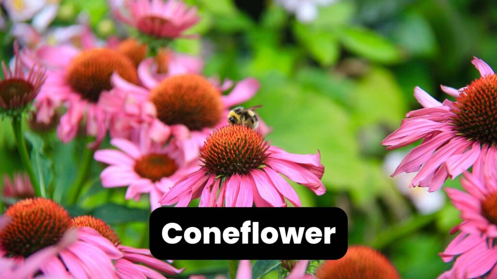 perennial flowers coneflower