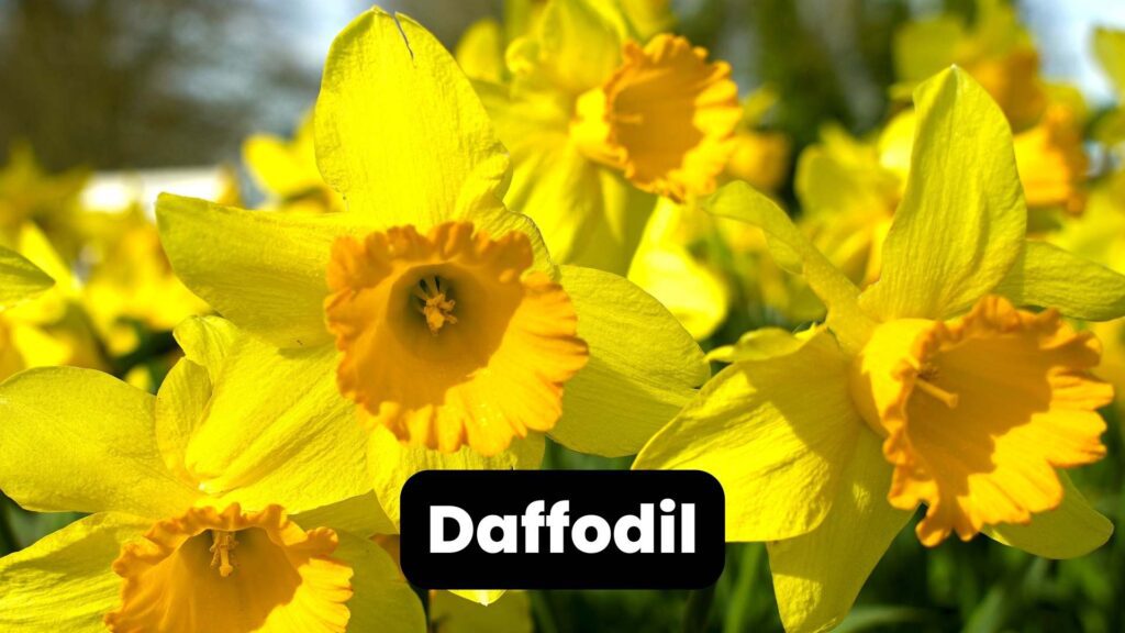 daffodil