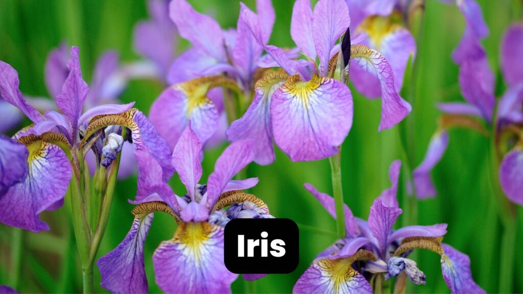 iris deer-resistant plants