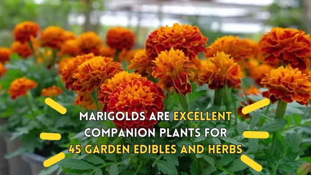 marigolds companion plants