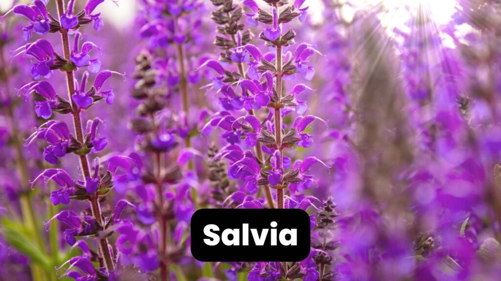 deer-resistant plants salvia