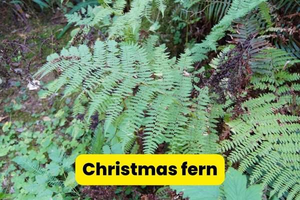 christmas fern