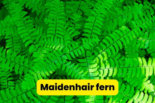 maidenhair fern