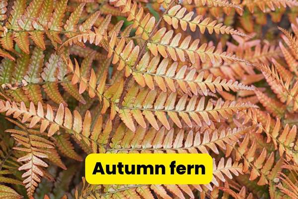 autumn fern