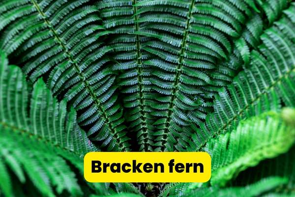 bracken fern