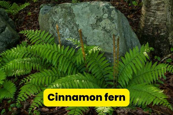 cinnamon fern