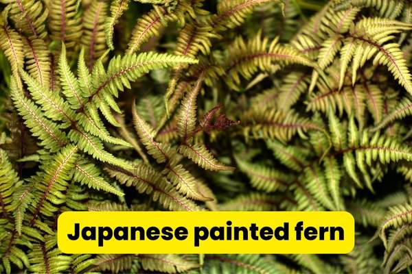 japanese painted fern