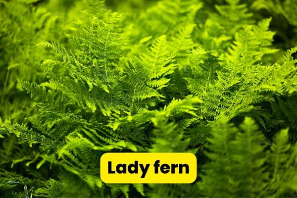 lady ferns