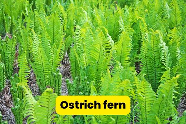 ostrich ferns