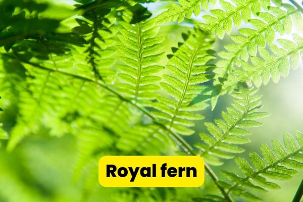 royal fern