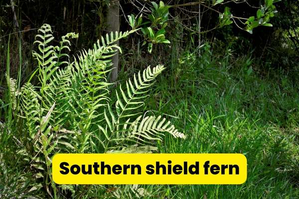 southern shield ferns