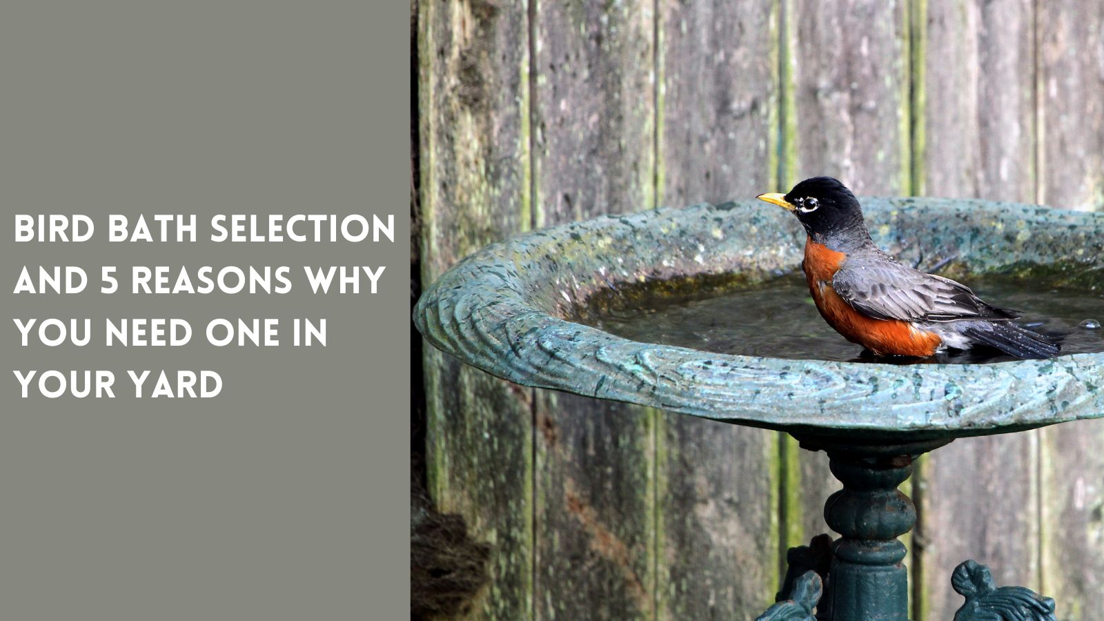 Bird Bath Why you need one and the best style for your landscape