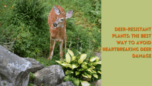 deer-resistant plants