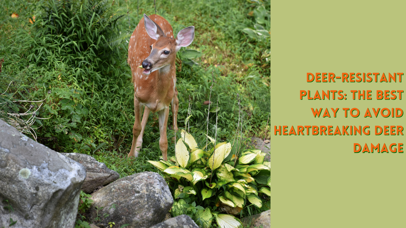 deer-resistant plants