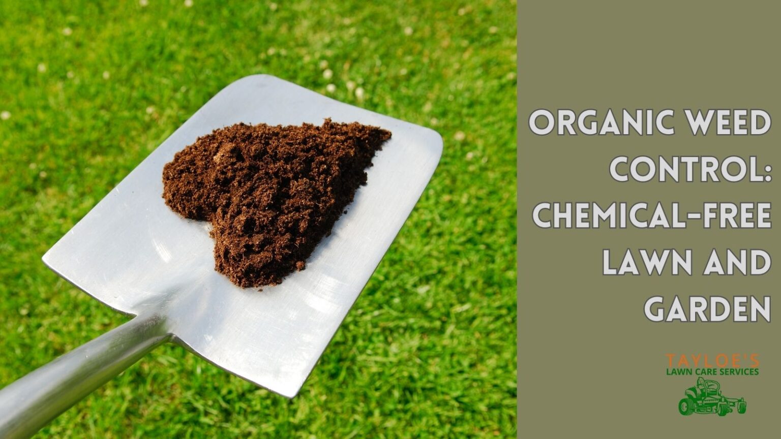 Organic weed control does it work? Tayloe's Lawn Care Services