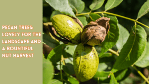 pecan trees