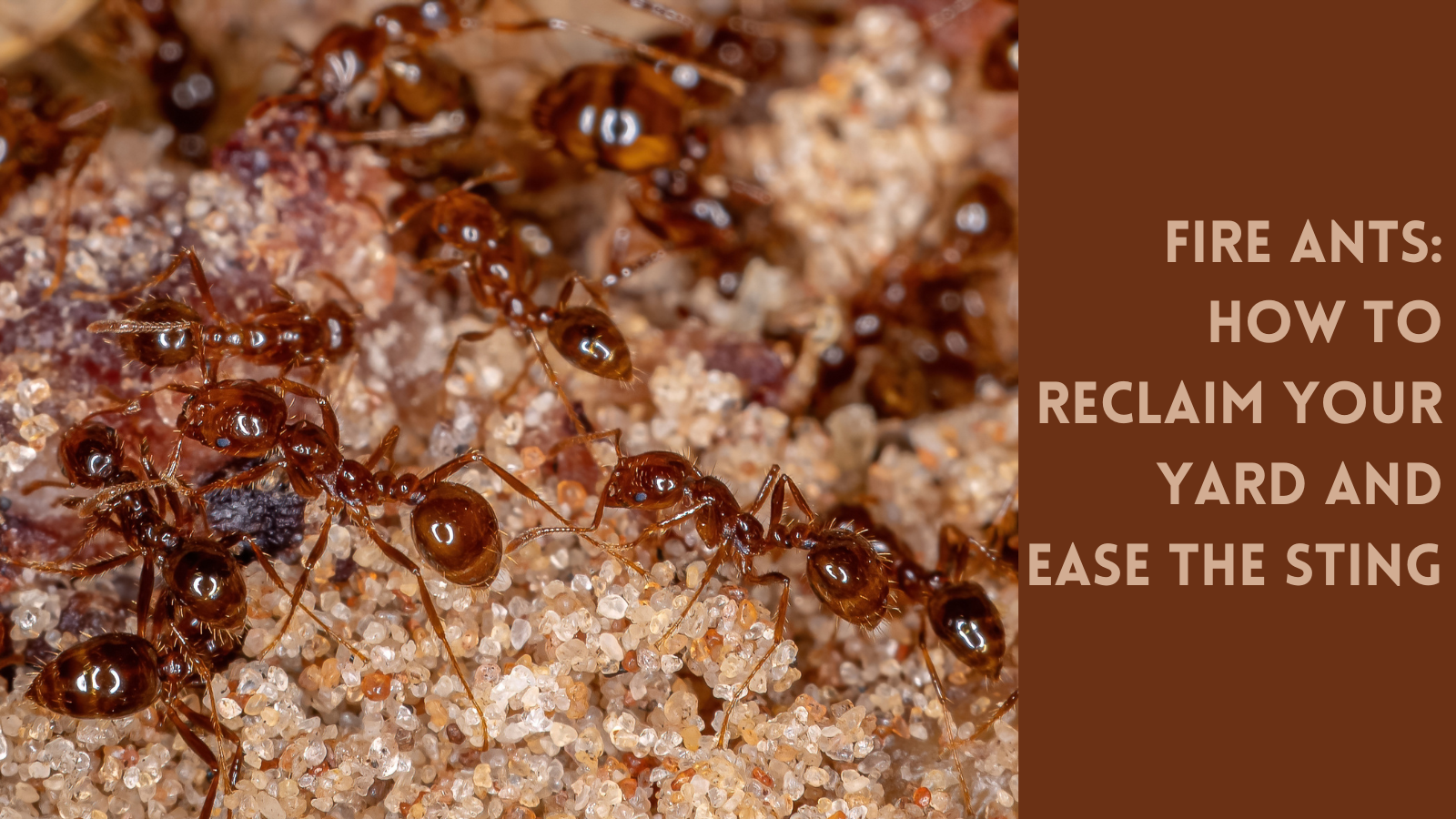 Fire ants are awful get rid of them Tayloe's Lawn Care