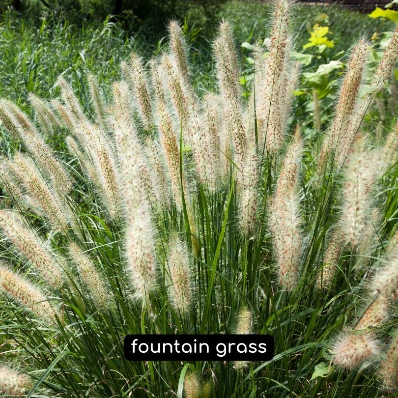 fountain ornamental grasses
