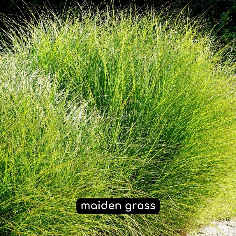 ornamental grasses maiden grass
