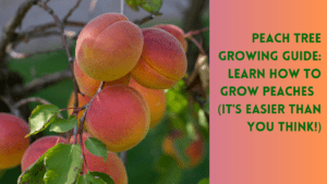 peach tree
