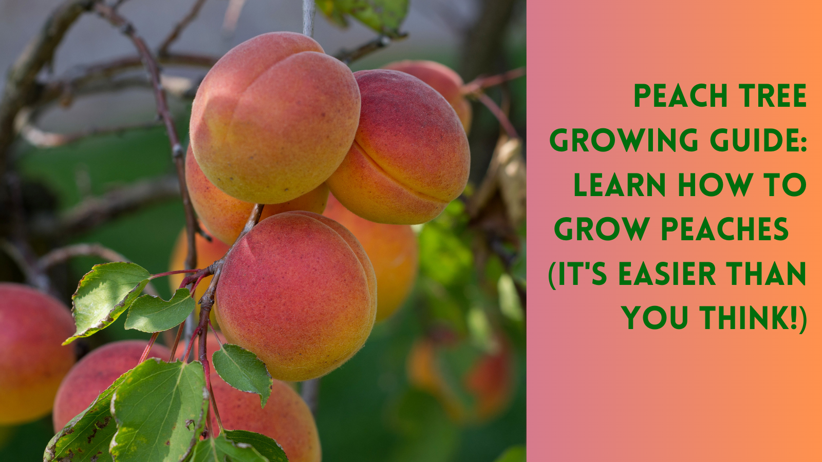 How to grow and care for peach trees Tayloe's Lawn Care