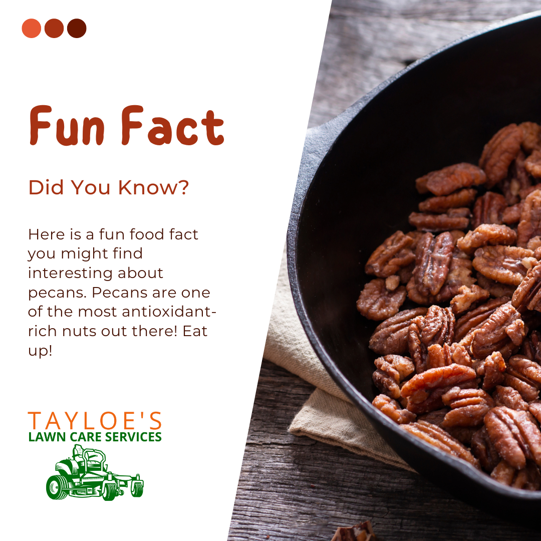 Pecan trees are excellent landscaping trees Tayloe's Lawn Care