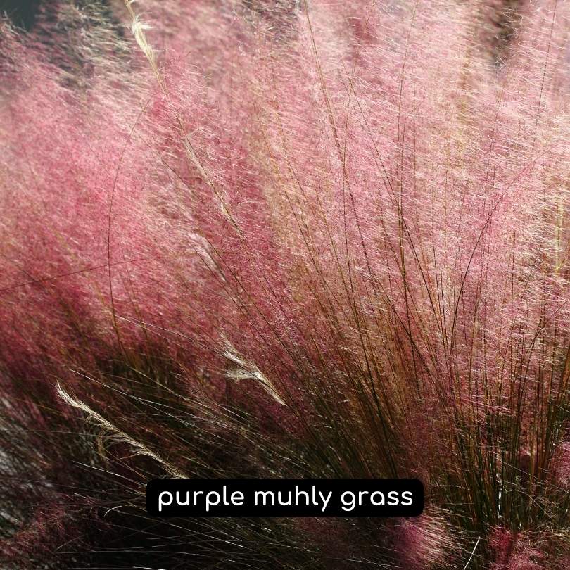 purply muhly grasses
