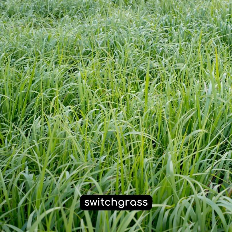switchgrass
