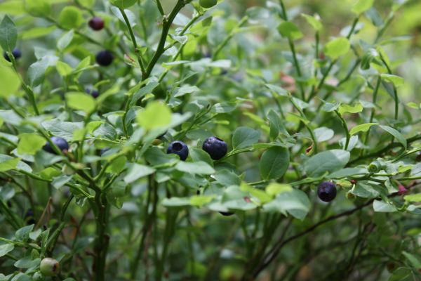 acidic soil blueberries