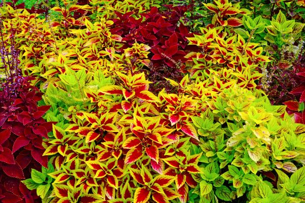 coleus