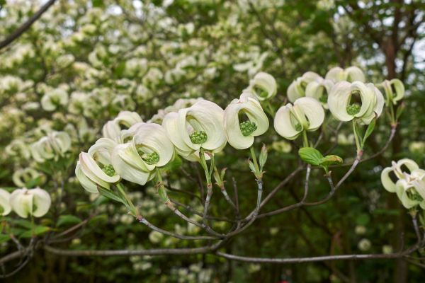 acidic soil dogwood tree cornus florida