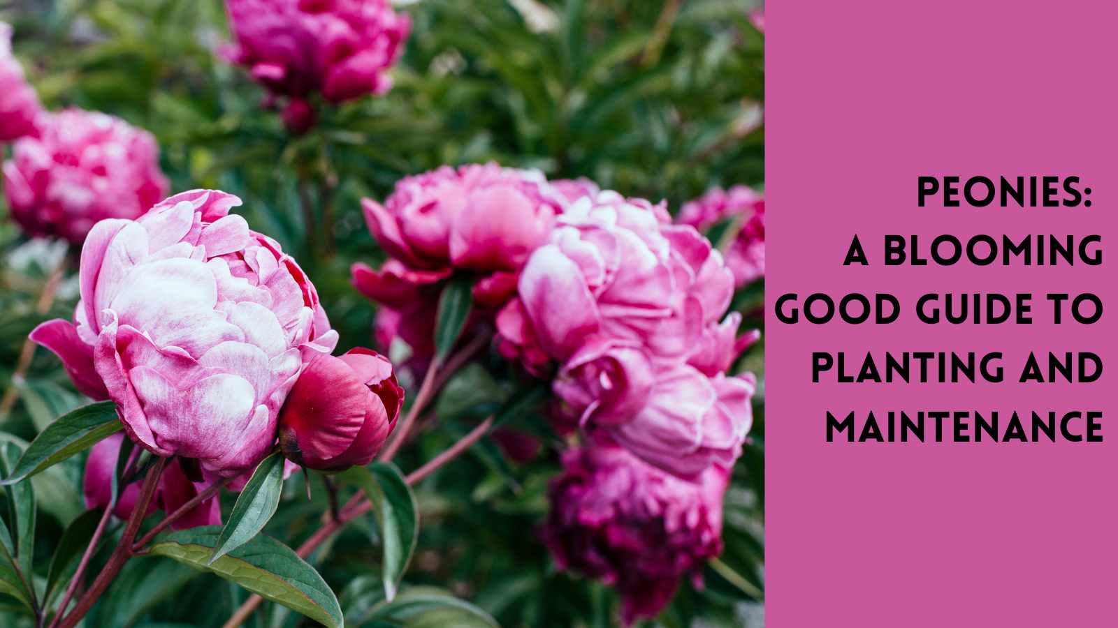 Peonies: How to Grow and Maintain | Tayloe's Lawn Care Services