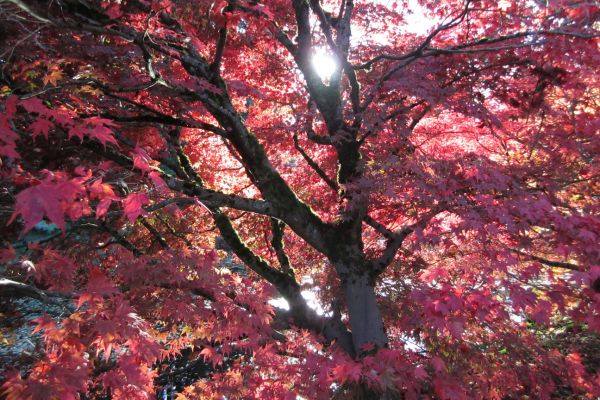 red maple acer rubrum acidic soil