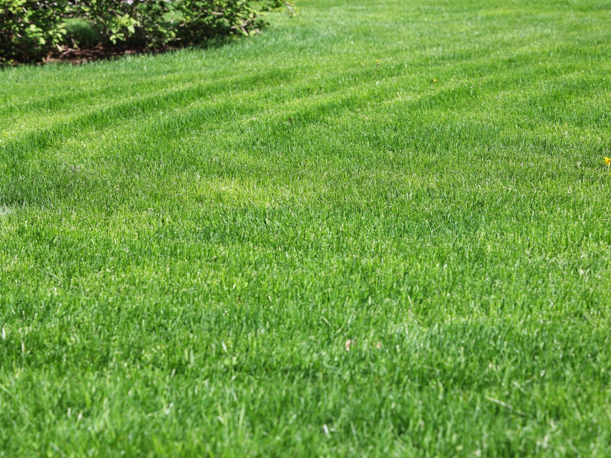 Lawn Care Aulander We are your local hometown favorites