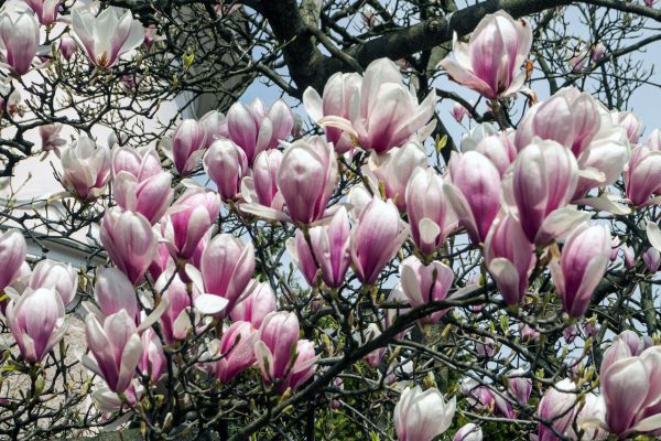 magnolia virginia acidic soil