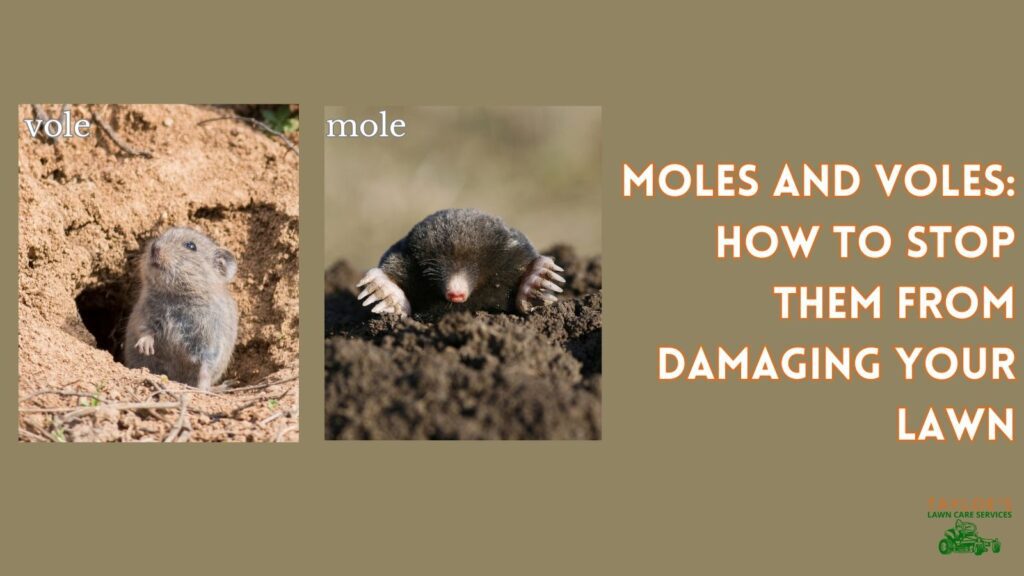 moles voles